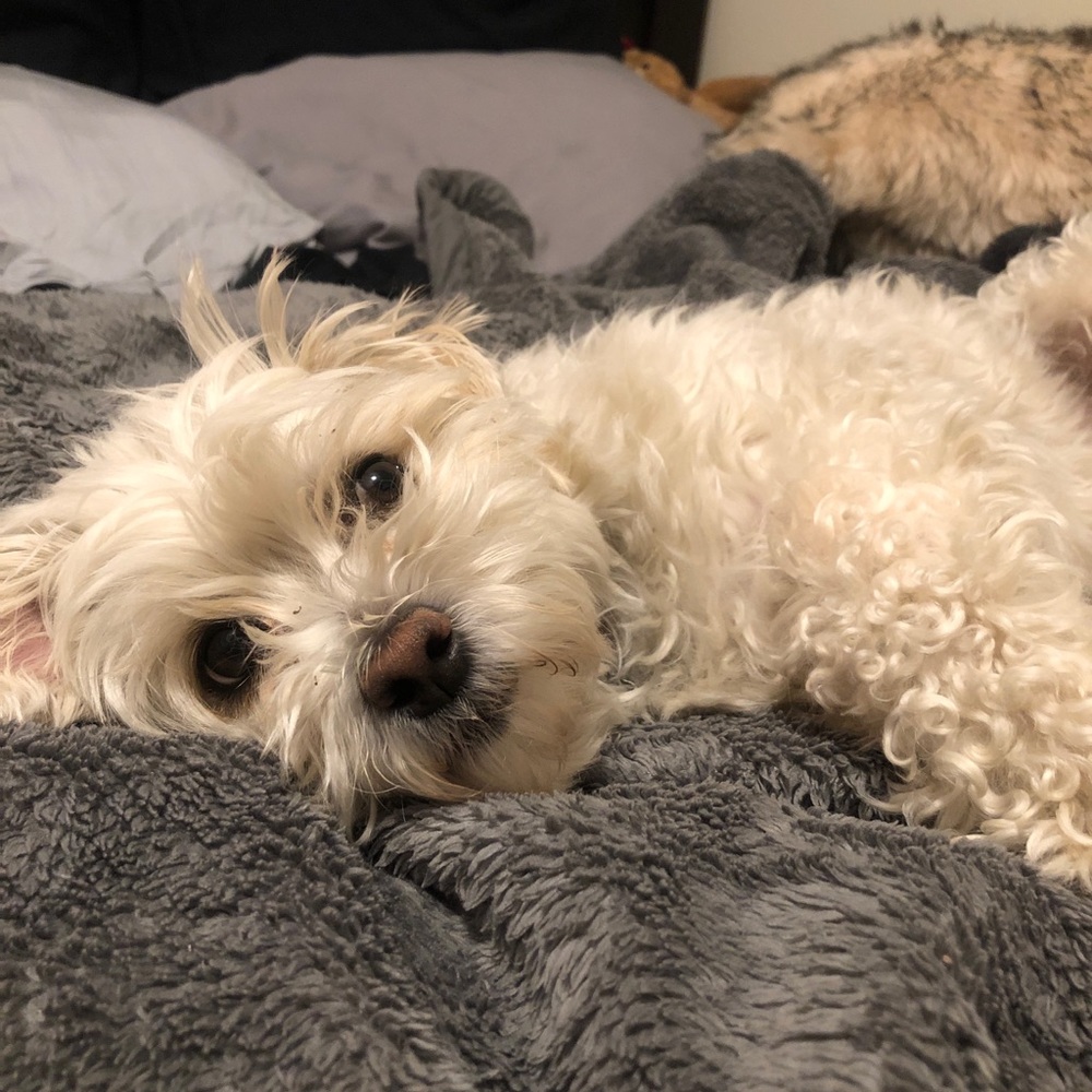 Meet your Posher, Calli